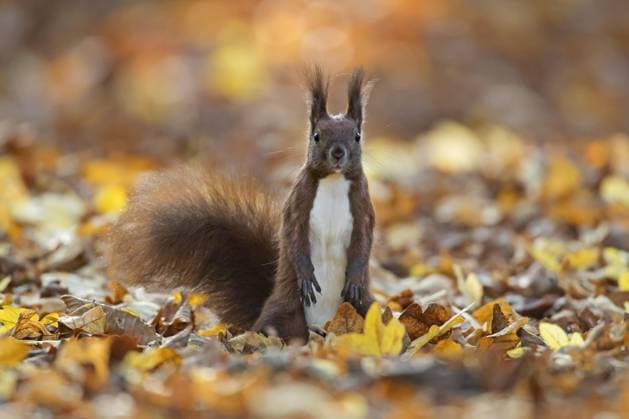IMAGO Creative, Animals in autumn