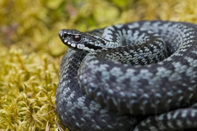 Reptile of the year 2024, the adder