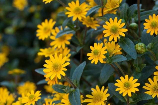 Nature, plants, Aztec gold