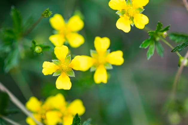 Bloodroot is medicinal plant of the year 2024