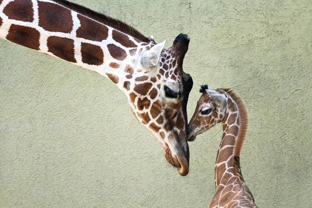 IMAGO Creative, Mothers Day on 12 May, Animal Mothers