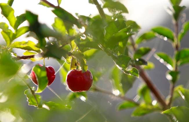 IMAGO Creative, Superfood, Acerola