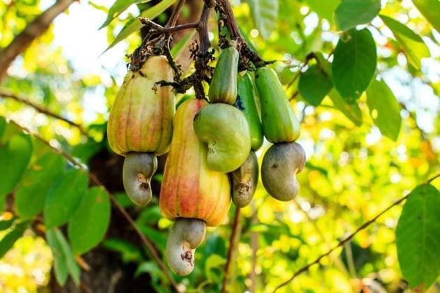 The cashew tree is poisonous plant of the year 2025