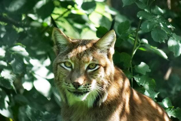 Lynx back in the Harz Mountains thanks to nature conservation project, archive images
