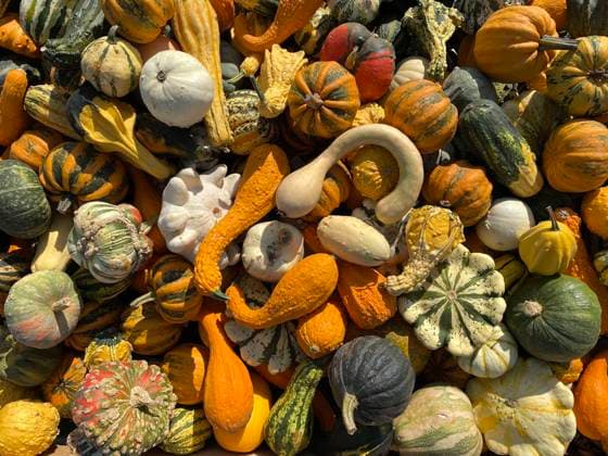 Cultivation area for edible pumpkin in Baden-Würtemberg is increasing, archive pictures