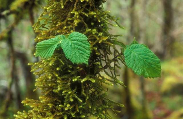 The hanging barbed moss is moss of the year 2024
