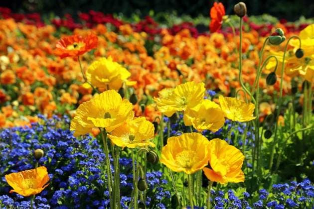 Nature, Plants, Iceland poppy