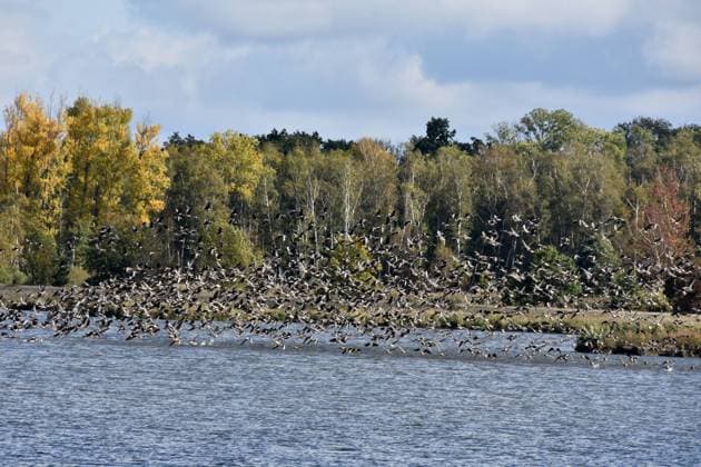 Bird migration in full swing in the Drömling biosphere reserve, archive pictures