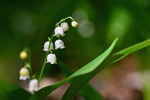 IMAGO Creative, Flowers in May