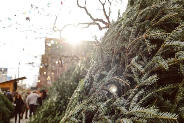 Christmas trees become more expensive in Baden-Württemberg, archive pictures