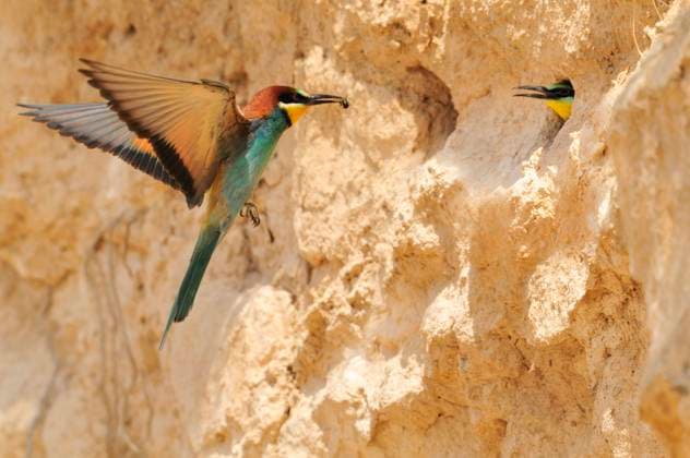 Calendar motifs: Nesting sites