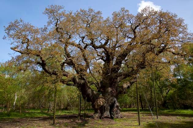 United Kingdom: Ancient Robin Hood Oak in Sherwood Forest, Nottingham, has died; archive images