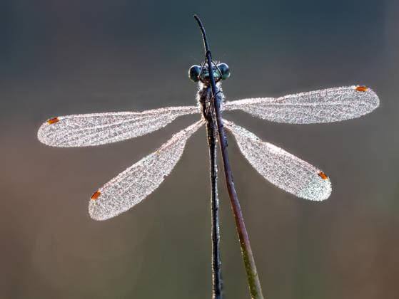 Calendar motifs: Dragonflies