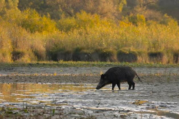 African swine fever infections on the decline, archive pictures