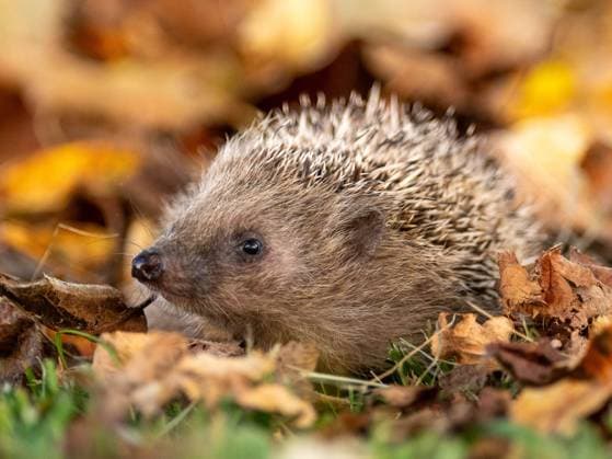 The hedgehog is animal of the year 2024