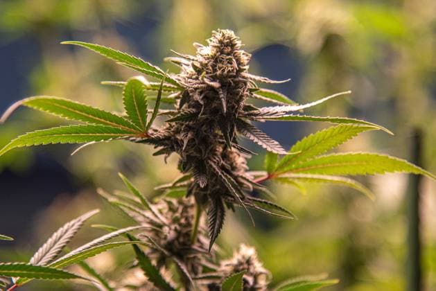 Cannabis law, SPD blocks decriminalisation, archive images