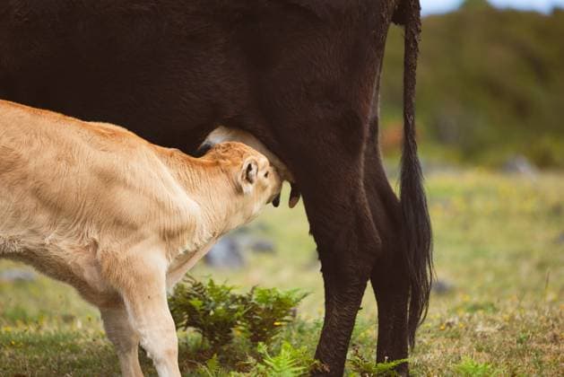 International Milk Day on 1 June