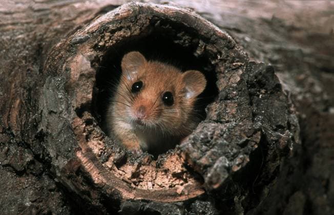 Calendar motifs: Rodents
