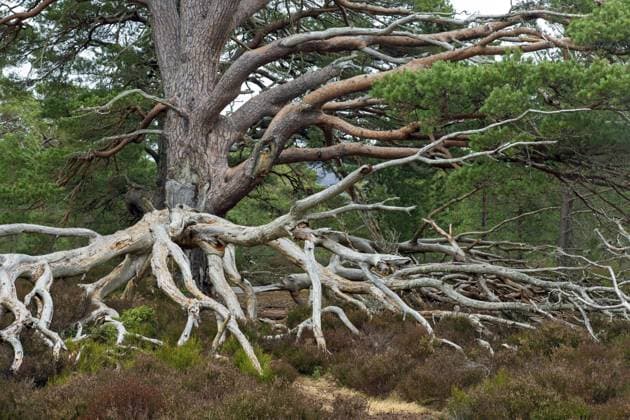 Calendar motifs: Tree roots