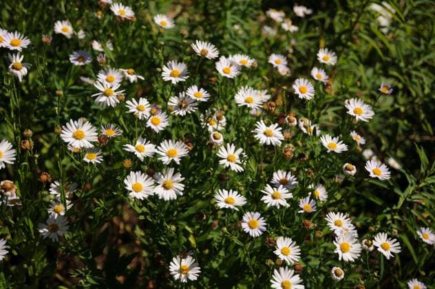 Kalimeris - beautiful aster is perennial of the year 2026