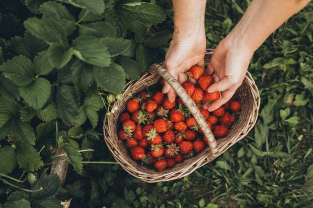 IMAGO Creative, Strawberry season