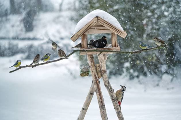 IMAGO Creative, Season Winter, nature, winter birds and bird feeders