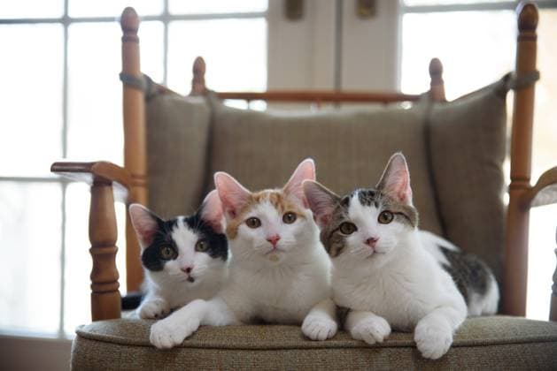 World Cat Day on 8 August