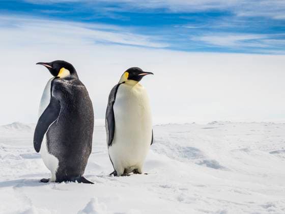 World Conservation Union classifies emperor penguin as critically endangered species, archive images