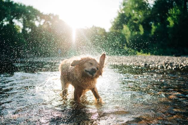 IMAGO Creative, Summer, Dogs - Cool through the warm season