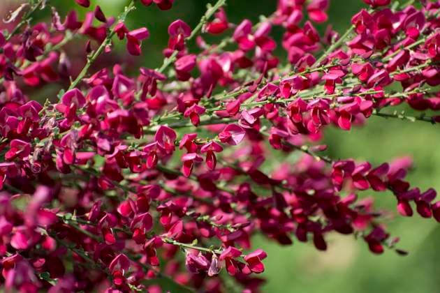 Nature, Plants, Gorse