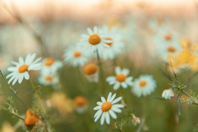 IMAGO Creative, Summer, Flower time