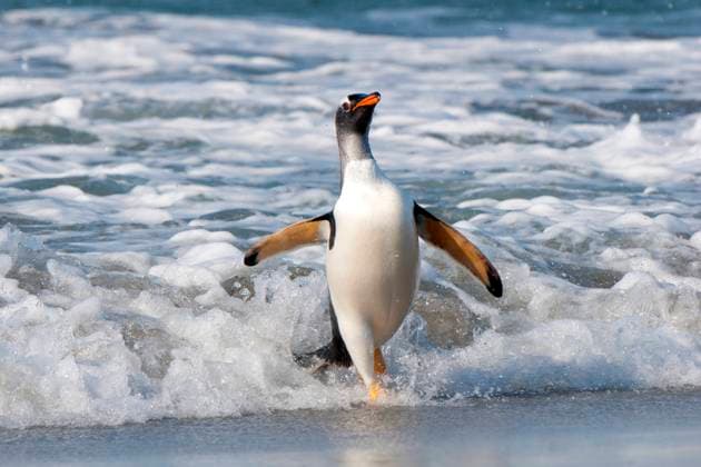 Calendar motifs: Penguins
