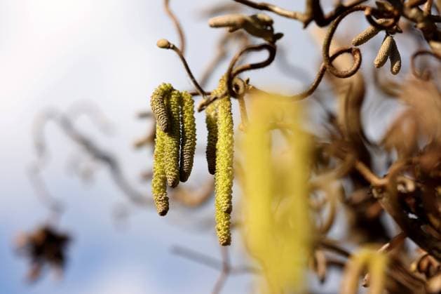 IMAGO Creative, Spring, Harbingers of spring, Common hazel