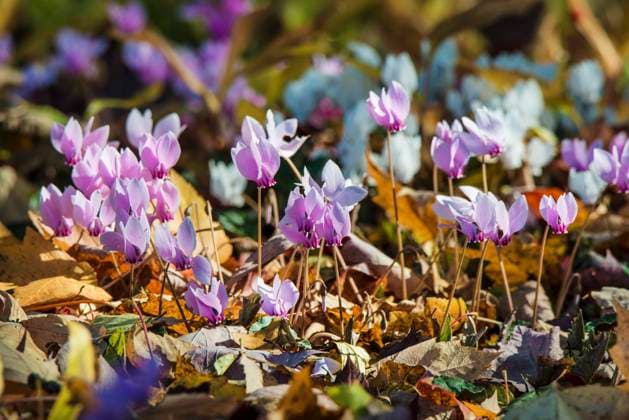IMAGO Creative, Autumn, Autumn flowers