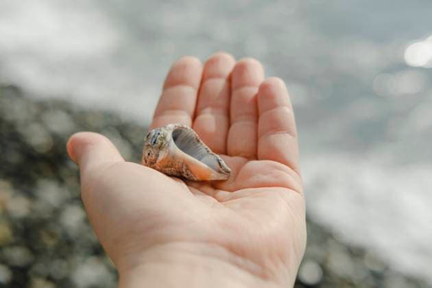 IMAGO Creative, Summer, Collecting shells on the beach