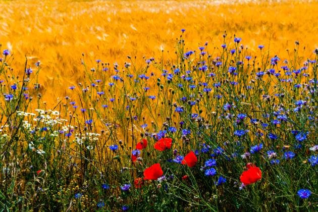 Calendar motifs: Wildflowers
