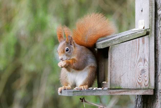 IMAGO Creative, Season autumn, feeding squirrels