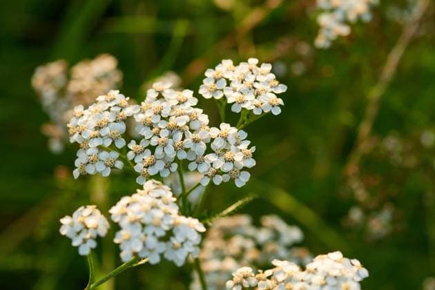 Common yarrow is medicinal plant of the year 2025