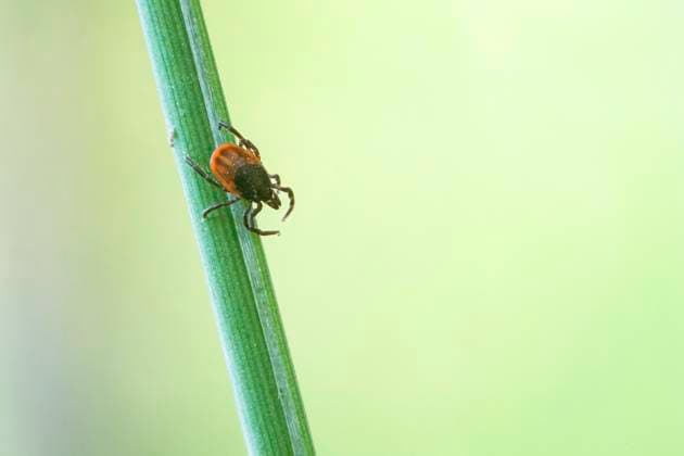 More deaths from tick bites, archive images