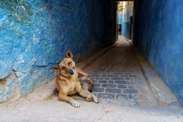 Football, 2030 FIFA World Cup, Serious allegations: Mass culling of stray dogs to keep the city looking clean, symbolic images