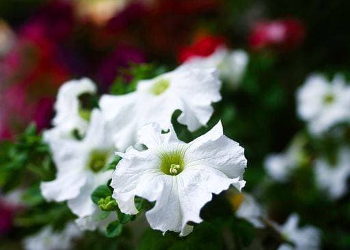 Nature, Plants, Petunia
