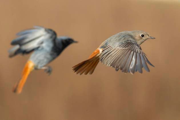 The black redstart is bird of the year 2025, archive images