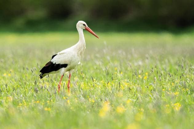 IMAGO Creative, spring, heralds of spring, wildlife