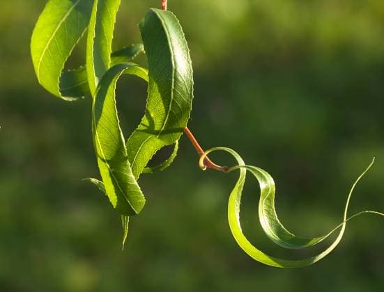 Calendar motifs: Leaves