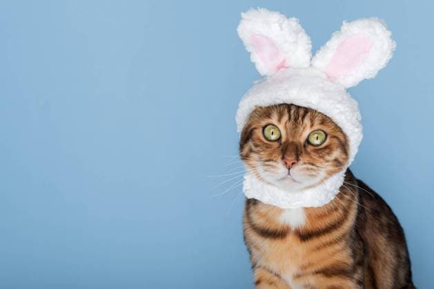 IMAGO Creative, Easter, Animals