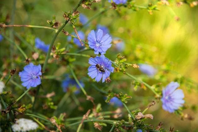 Nature, Plants, Chicory, Chicory