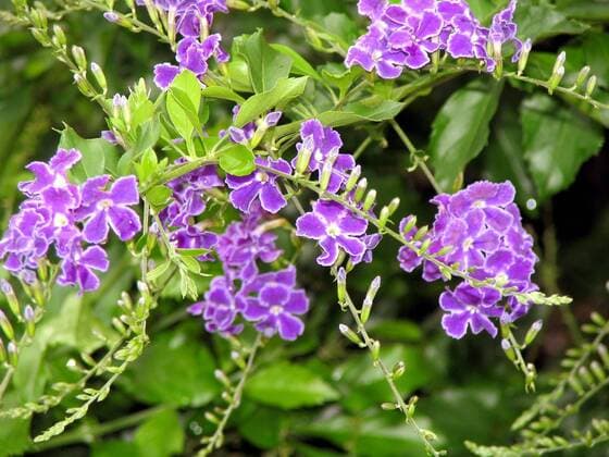 Nature, Plants, Blue Dolphin