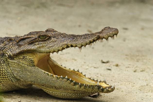 Nature, Animals, Crocodile, Siamese crocodile
