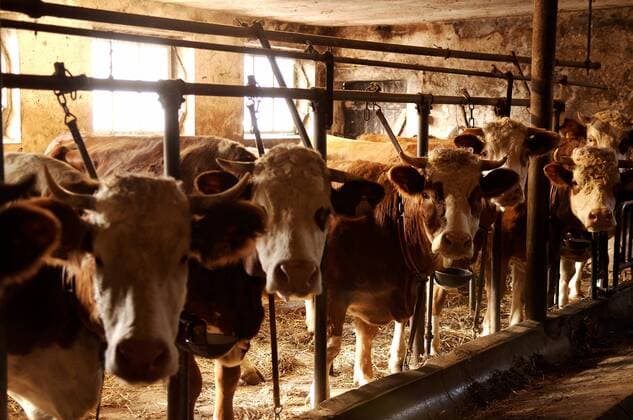 Foodwatch calls for an end to tethering for dairy cattle, archive images