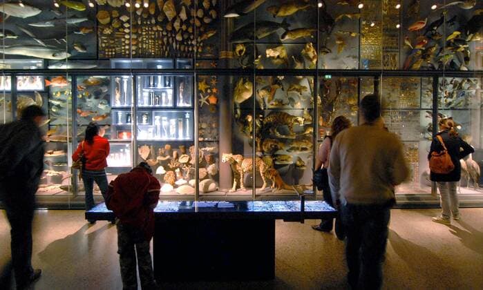 Hacker attack on Berlin Natural History Museum, 37,000 visitor data stolen